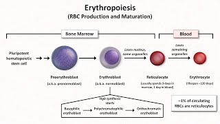 Normal RBC Physiology Including erythropoiesis [upl. by Horodko]