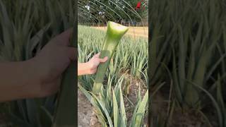 Amazing aloe vera cutting EP100 aloevera naturel shorts naturebd1m satisfying [upl. by Oliana]