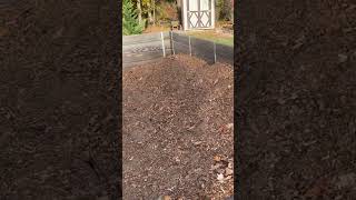 Budget Mulch garden free nature foryou budget money [upl. by Edak310]