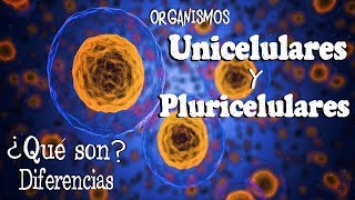 🌐 Organismos UNICELULARES y PLURICELULARES Fácil y Rápido  BIOLOGÍA [upl. by Roanna]