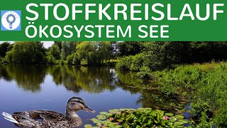 Stoffkreislauf  Nahrungsbeziehungen amp Stickstoffkreislauf im Ökosystem See  Ökosysteme 3 [upl. by Aivlis]