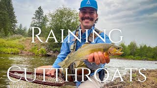 RAINING CUTTHROATS  Fly Fishing Montana [upl. by Yelehsa26]