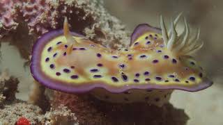 Stranger creatures Muck Diving in Buton Sulawesi [upl. by Lipski]