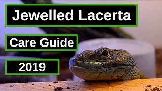 Jewelled Lacerta Complete Care Guide [upl. by Lleda]