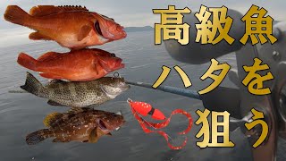 【高級魚】ビンビンスイッチ、自作インチクで高級魚のハタを釣る 鹿児島 釣り [upl. by Yelsel431]