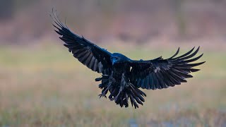 Ravens stealing eggs from Willow Ptarmigan in Alaska [upl. by Llednol]