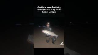 Striped bass action using a 7ft MLcustomrods from the surf mlcustomrods stripedbass longisland [upl. by Asiram]