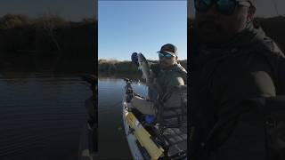 Top water bites hit Different kayakbassfishing bassfishing fishing [upl. by Ettessil458]