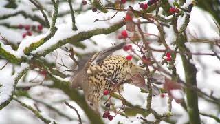 Waxwings 2 The berry frenzy [upl. by Lemej]