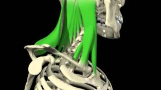 Contralateral rotation of the head and cervical spine from 3D Anatomy for Manual Therapies [upl. by Hayton68]