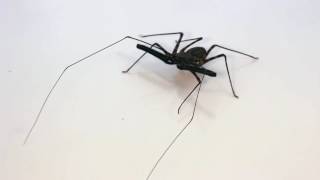 Whip Spider AKA Tailless whip Scorpion [upl. by Eibrad]