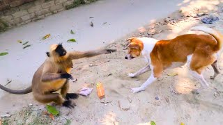 monkey best funny video❣️Monkey and dog funny video Who is stronger monkey or dog🐕🐒part 2 [upl. by Akiemaj628]