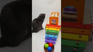 Cat Barsik 🐸 🐹 Xylophone 🌈 Ball Mallet ⭐️ Balls 🌈 Hammer xylophone sweetmarblescandy satisfying [upl. by Olympium]