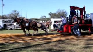 Southern Draft Horse Pulling [upl. by Longfellow]