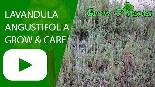 Lavandula angustifolia  grow amp care Lavender plant [upl. by Wulf268]