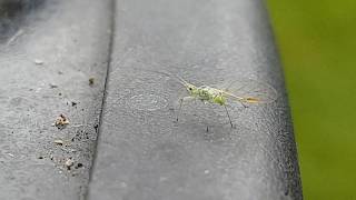 A Tiny Green Fly  Birch Aphid  Macro Shot Experiment [upl. by Oilerua]