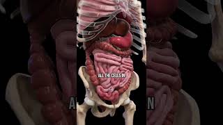 Diverticulitis And MEAT Watch This 👉 [upl. by Ailemor]