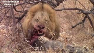 Male Lion Kill Warthog In Masai Marai [upl. by Sremlahc764]