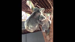 Baby Koala Climbs Onto Moms Back [upl. by Yerag299]