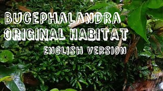 Bucephalandra in Natural Habitat  English Version [upl. by Lledyl]