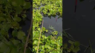 The best way to hook fishing in pond Part1032 shorts [upl. by Joeann]