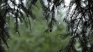 Relaxing Sound of Rain and Wind in Forest 1 Hour  Rain Drops Falling From Trees with Wind [upl. by Ayet]