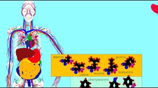 PEPSIN FUNCTION [upl. by Rauch717]