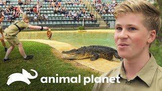 ¡Robert Irwin primera demostración alimentando cocodrilos  Los Irwin  Animal Planet [upl. by Hooker813]