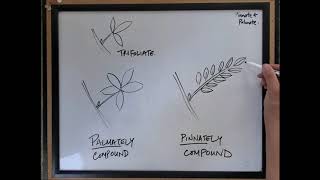 Pinnate vs palmate compound leaves  Tree ID [upl. by Fernyak]