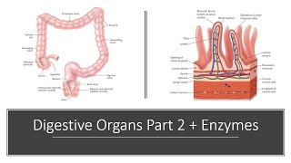 Digestive Organs Part 2 and Digestive Enzymes [upl. by Babb]