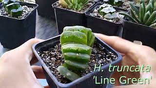 Haworthia truncata y sus varidades  cultivars [upl. by Binni]