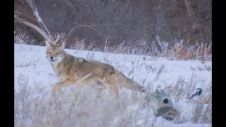 30 Coyotes Down With The 22250 Suppressed EPIC 4K KILL FOOTAGE [upl. by Aihgn]