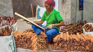 How They Harvest Tons of Expensive Cinnamon by Hand [upl. by Lyrac]