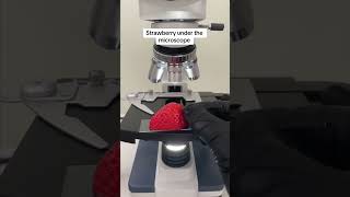 Strawberry under the microscope [upl. by Downall]