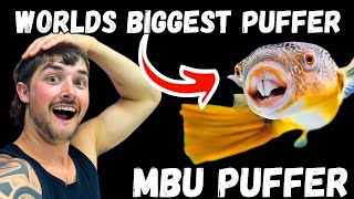 The World’s Biggest Freshwater Pufferfish MBU Pufferfish [upl. by Trepur]