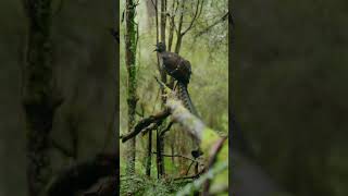 Lyre Bird Mimicking Sounds birds [upl. by Esten]