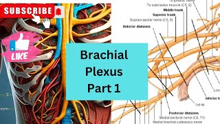 Brachial Plexus Concept Cleared1st Year MBBSUpper LimbAnatomy [upl. by Cacia]