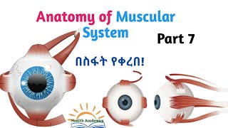 Anatomy of Muscular System OcularEye Muscles Interesting Video Lecture with Amharic SpeechPart 7 [upl. by Kape]