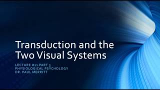 Vision Transduction and the Two Retinal Visual Systems [upl. by Lehcem]