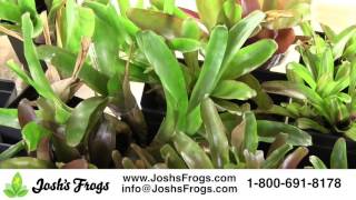 Sprig amp Stone by Joshs Frogs Bromeliad Soil [upl. by Llenral]