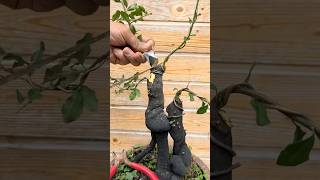 Beautiful Bonsai Works🌳🌲💥520shorts shortsvideo beautifulbonsai art khuebonsai🥰❤️ [upl. by Neved47]