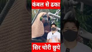 कंबल से ढका सिर चोरी छुपे लगा खाने बारिश में ओरांगुटान का रूप देख कहेंगे shorts orangutan [upl. by Moira]