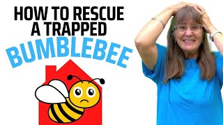 How to Safely Remove a Bumblebee from Your Home 🐝 [upl. by Arfihs606]