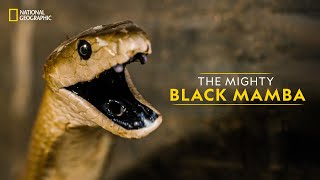 The Mighty Black Mamba  Legends of Venom  हिन्दी  National Geographic [upl. by Nadnal]