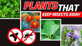 Best Plants to Repel Insects Naturally [upl. by Anelrahs]