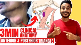 posterior triangle of neck clinical anatomy  anterior triangle of neck clinical anatomy [upl. by Niad]