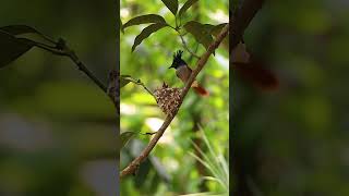 Paradise Flycatcher Nesting Behavior in 4K  Feeding Chicks shorts youtubeshorts shortsvideo [upl. by Olrak]