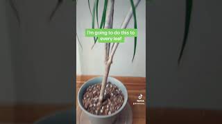 🚨Gross Mealy Bug Warning🚨 plants plantcare rescue savethetrees dracaena mealybugs treatment [upl. by Ahsenrad]