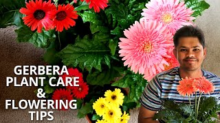 Gerbera Plant Care and Flowering Tips  Tips to Avoid Fungal Attack [upl. by Ragan]