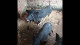 Naturally Raised Black Pigs Fed on Greens The Secret to Clean Farming [upl. by Miko289]